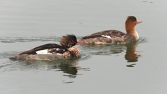 DSCN7257：ウミアイサ