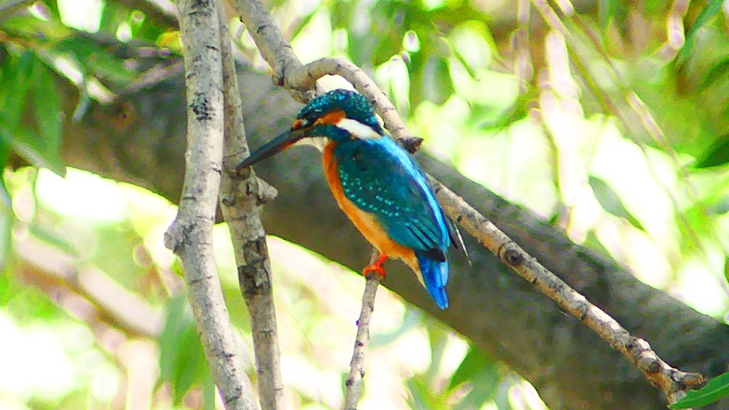 P2290652：カワセミ