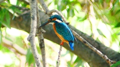 P2290652：カワセミ