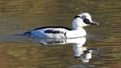 DSCN4929：ミコアイサ（オス）