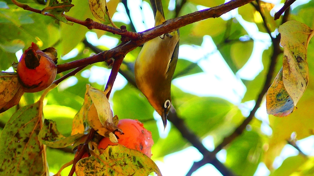 P2370760：メジロ