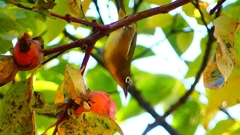 P2370760：メジロ