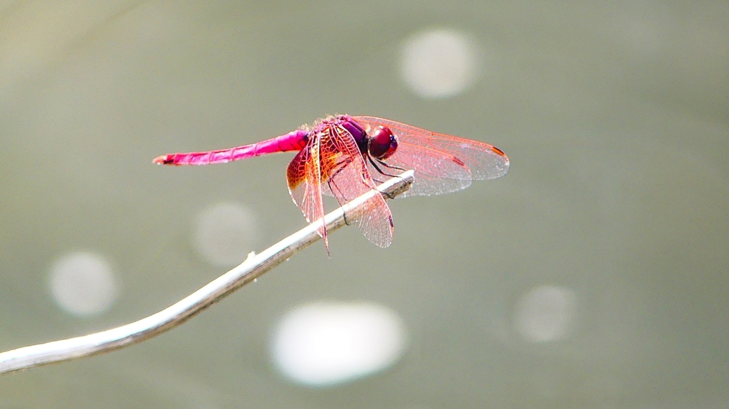 P2290154：ベニトンボ（オス）