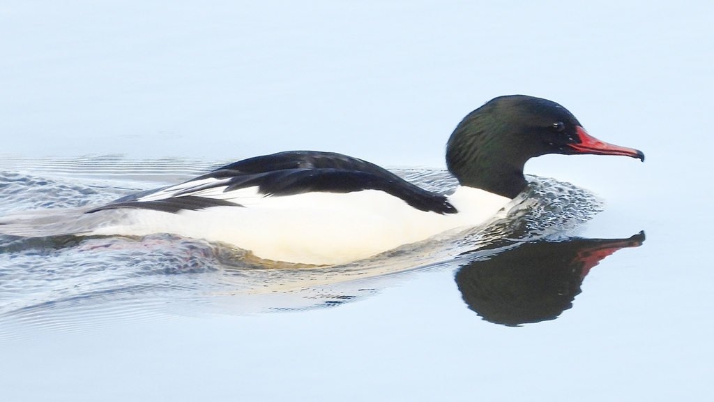 DSCN5204：カワアイサ（オス）