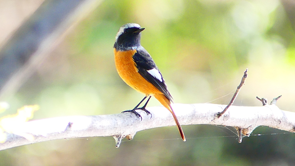 P2300493：ジョウビタキ（オス）