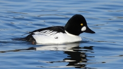 DSCN2764：ホオジロガモ（オス）