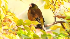 DSCN6271：カワラヒワ