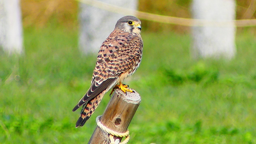 P2340484：チョウゲンボウ