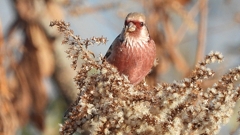 DSCN0989：ベニマシコ（オス）