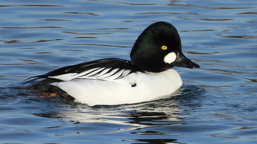 DSCN2493：ホオジロガモ（オス）