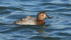 DSCN1042：ホシハジロ（メス）