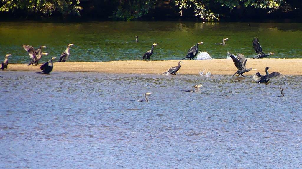 P2330382：カワウの狩り