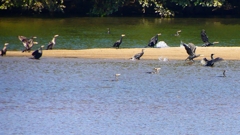 P2330382：カワウの狩り