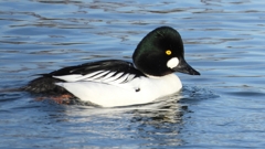 DSCN2503：ホオジロガモ（オス）