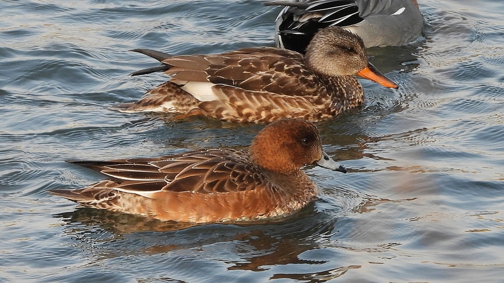 DSCN3877：オカヨシガモ、ヒドリガモ