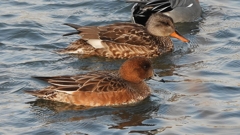 DSCN3877：オカヨシガモ、ヒドリガモ