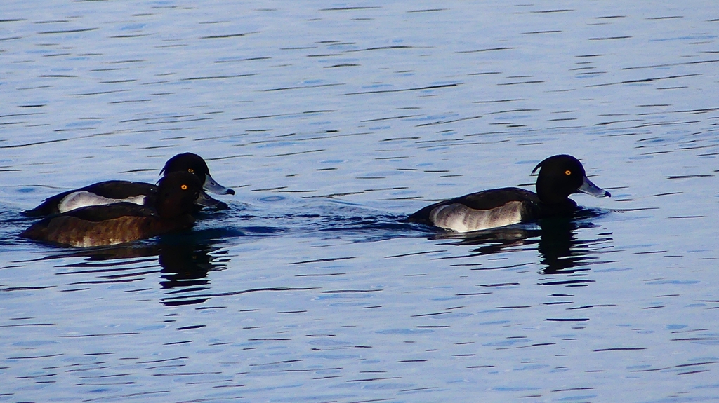 P2360490：キンクロハジロ