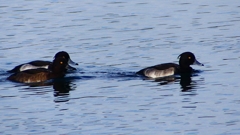 P2360490：キンクロハジロ