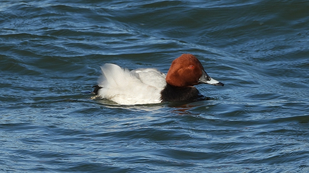 DSCN1070：ホシハジロ（オス）