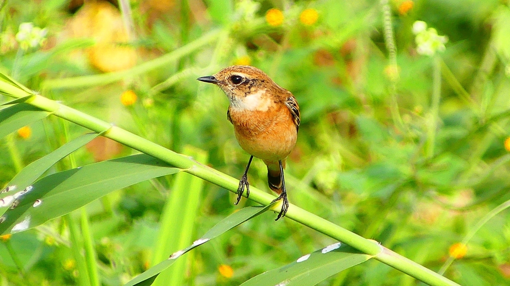 P2290369：ノビタキ