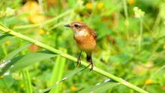 P2290369：ノビタキ