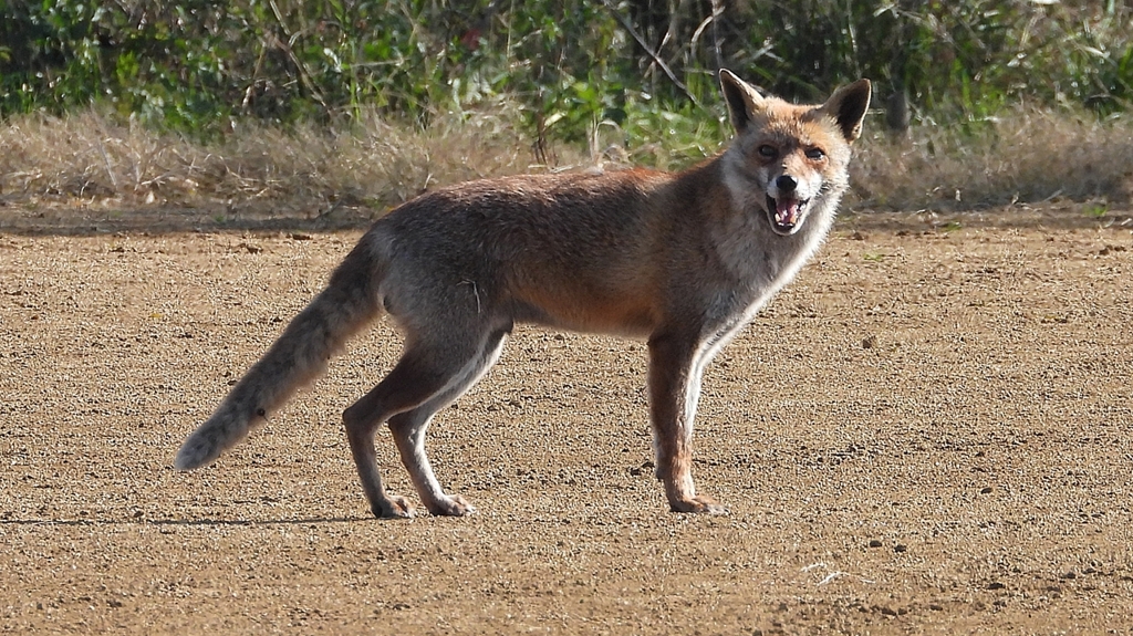 DSCN6726：キツネ