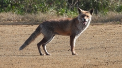DSCN6726：キツネ