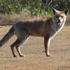 DSCN6726：キツネ