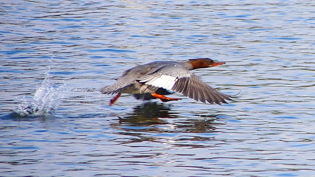 P2390248：飛ぶカワアイサ（メス）