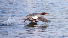 P2390248：飛ぶカワアイサ（メス）