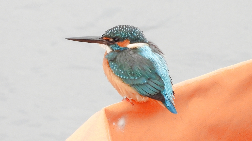 DSCN3407：カワセミ（オス）