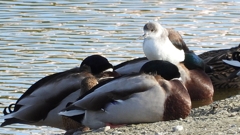 DSCN2128：セイタカシギ他