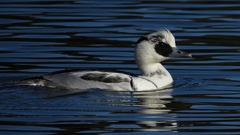 DSCN4902：ミコアイサ（オス）