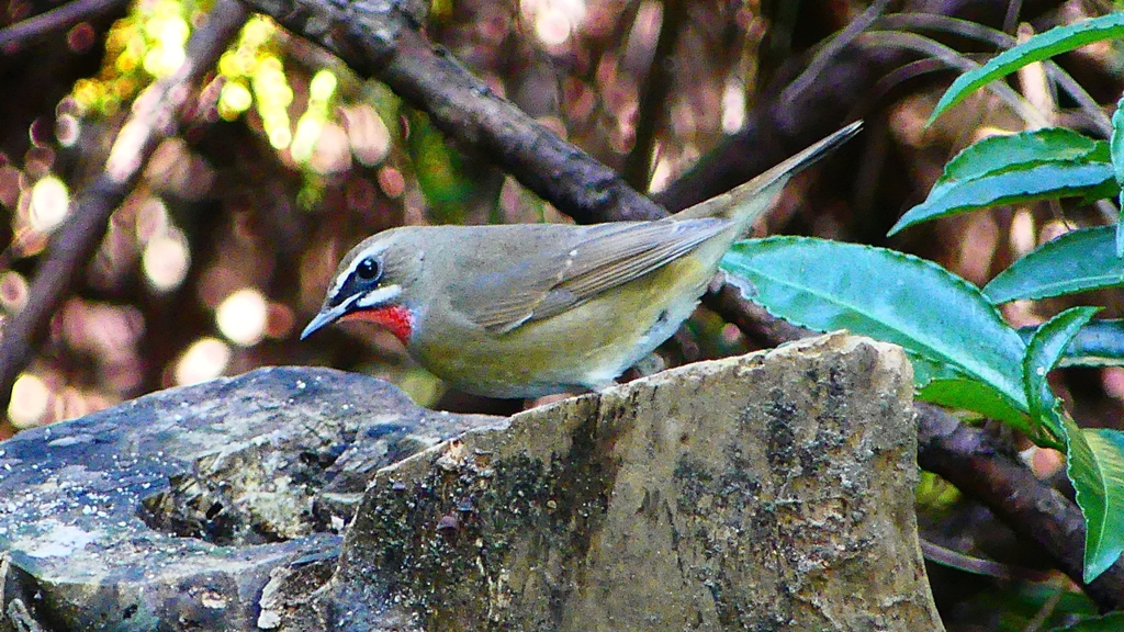 P2310223：ノゴマ（オス