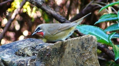 P2310223：ノゴマ（オス