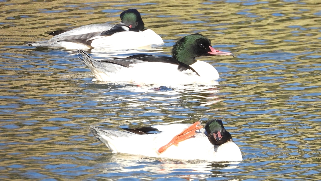 DSCN1975：カワアイサ（オス）