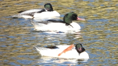 DSCN1975：カワアイサ（オス）