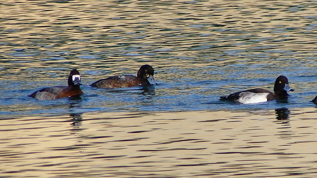 P2350406：スズガモ