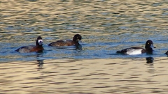 P2350406：スズガモ