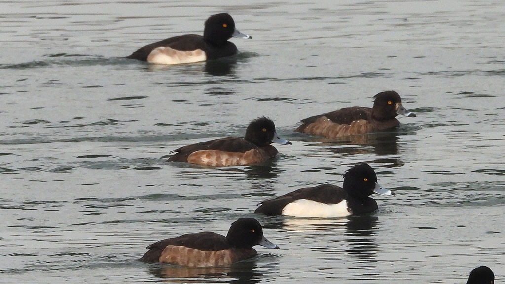 DSCN7150：キンクロハジロ