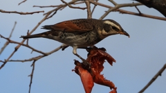 DSCN8409：ツグミ