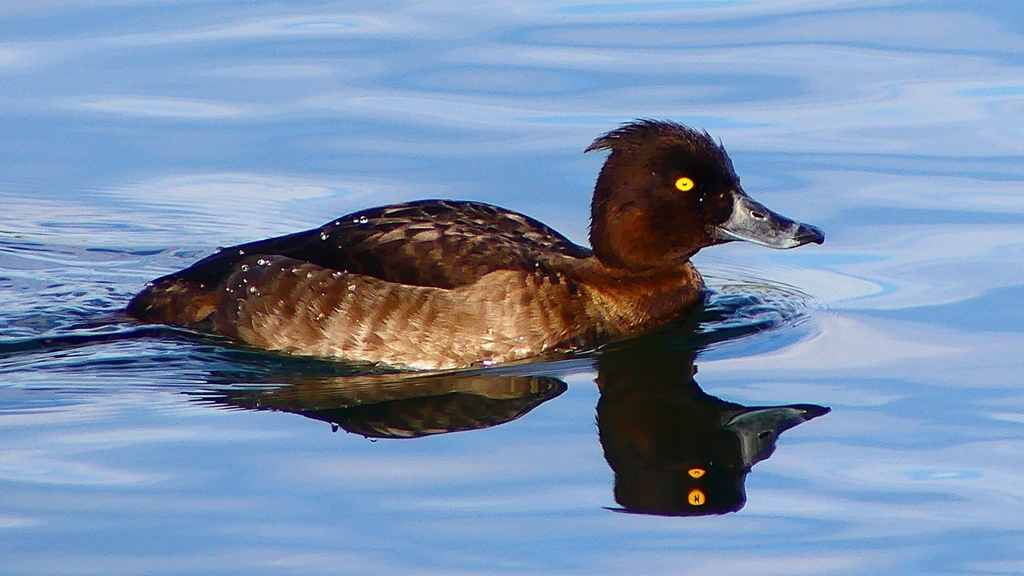 P2360588：キンクロハジロ