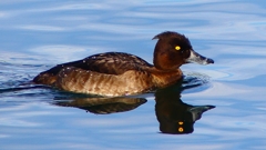 P2360588：キンクロハジロ