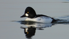 DSCN2452：ホオジロガモ（オス）