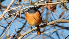 DSCN8375：ジョウビタキ（オス）