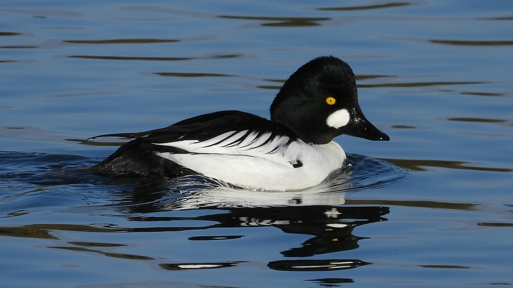 DSCN2797：ホオジロガモ（オス）