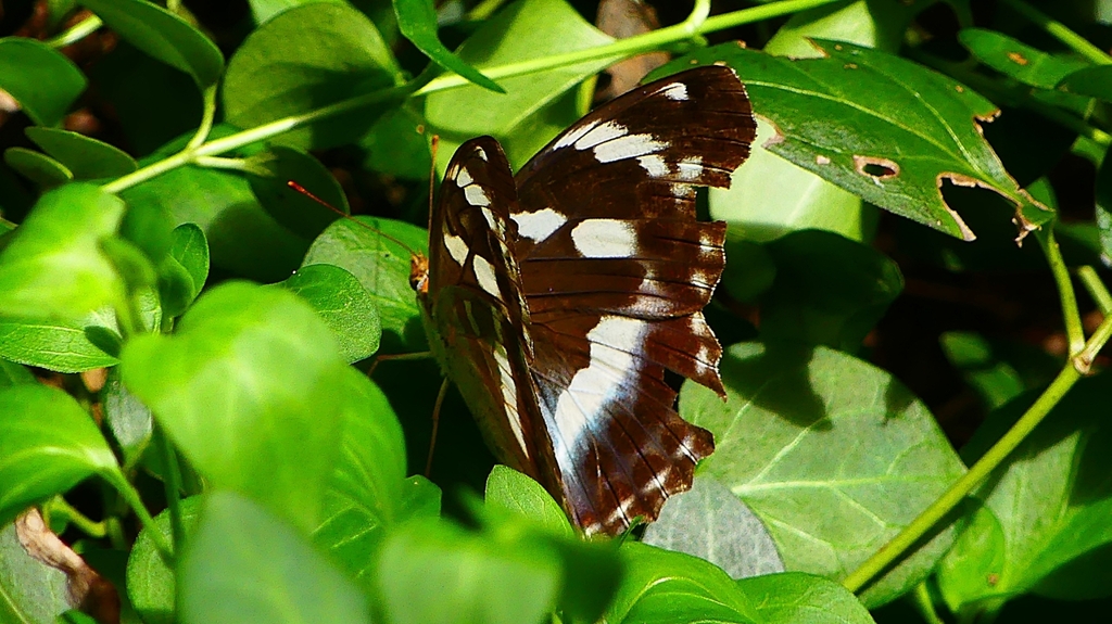 P2260498：メスグロヒョウモン