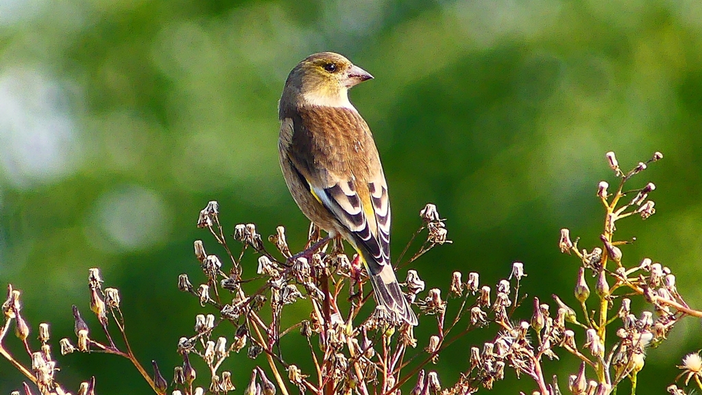 P2350824：カワラヒワ