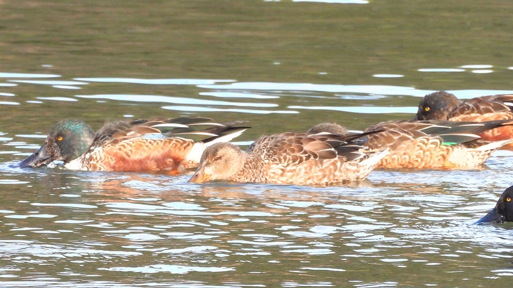 DSCN6097：ハシビロガモ