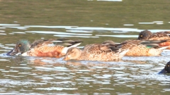 DSCN6097：ハシビロガモ